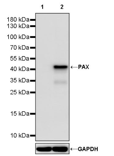 Goat Anti-Rat IgG(H+L) (HRP Conjugate)