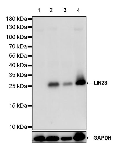 LIN28 Recombinant Rabbit mAb (S-795-8)