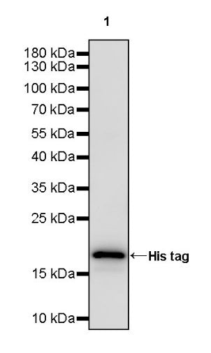 His tag Recombinant Rabbit mAb (HRP Conjugate) (S-1398-151)