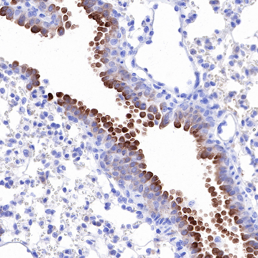 iNOS Recombinant Rabbit mAb (SDT-R131)