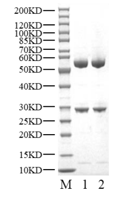 CDK2/Cyclin A2 GST&His Tag Protein, Human