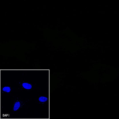 V5 Tag Mouse mAb (FITC Conjugate) (S-610-66)