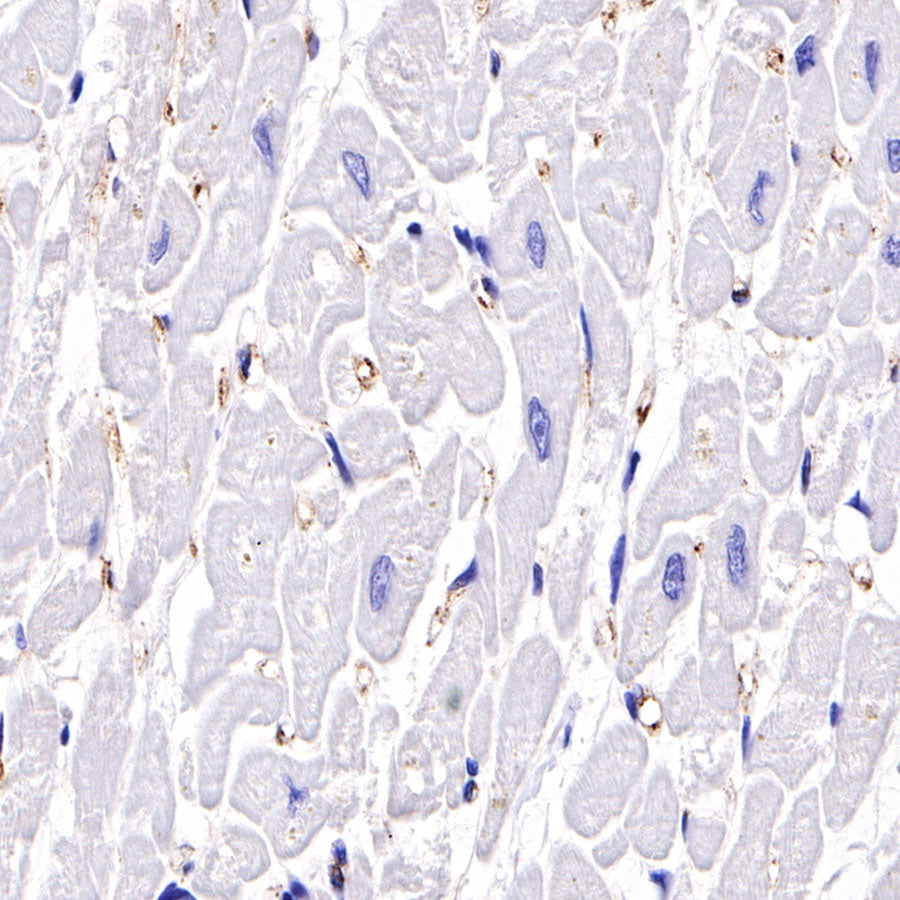 C4d Recombinant Rabbit mAb (SDT-330-2)