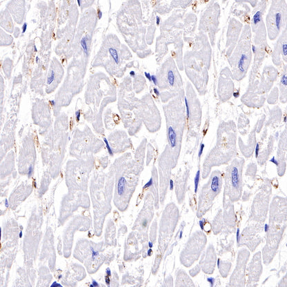 C4d Recombinant Rabbit mAb (SDT-330-2)