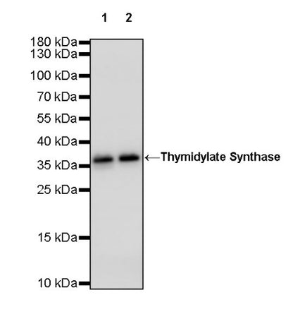 Thymidylate Synthase Recombinant Rabbit mAb (S-753-7)