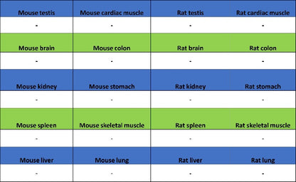 OTP Recombinant Rabbit mAb (SDT-2002-175)