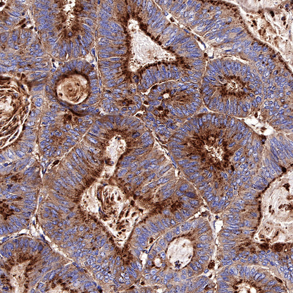 CD63 Recombinant Rabbit mAb,PBS Only (SDT-230-3)