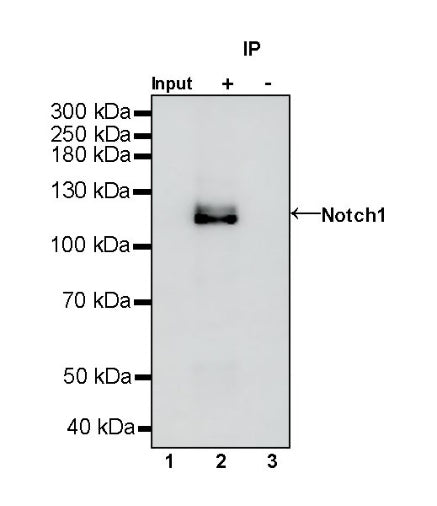 Notch1 Recombinant Rabbit mAb (S-1105-4)