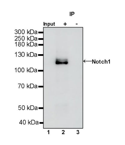 Notch1 Recombinant Rabbit mAb (S-1105-4)