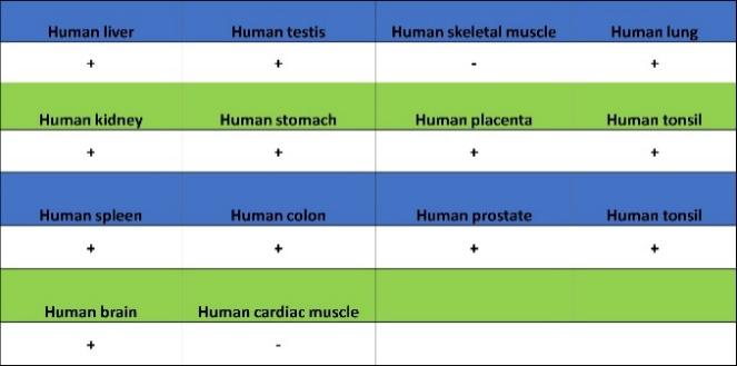 CD100/Semaphorin-4D Recombinant Rabbit mAb (S-3651-16)