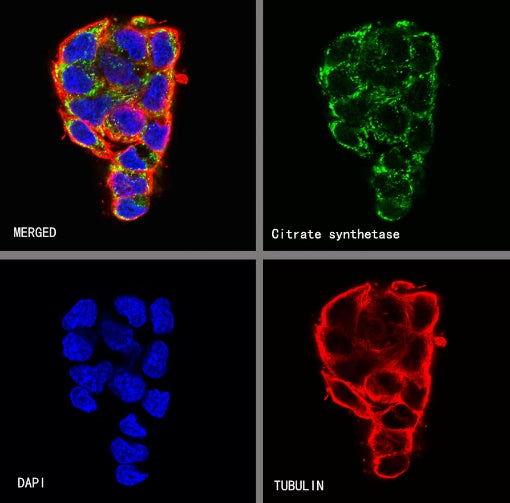 Citrate synthetase Recombinant Rabbit mAb (S-1708-56)