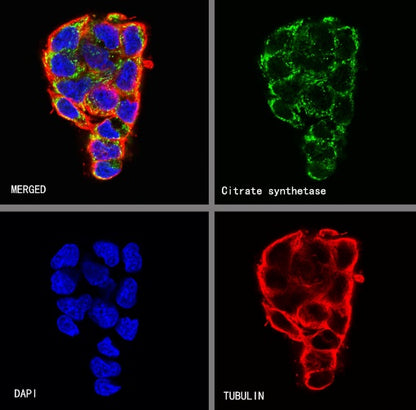 Citrate synthetase Recombinant Rabbit mAb (S-1708-56)