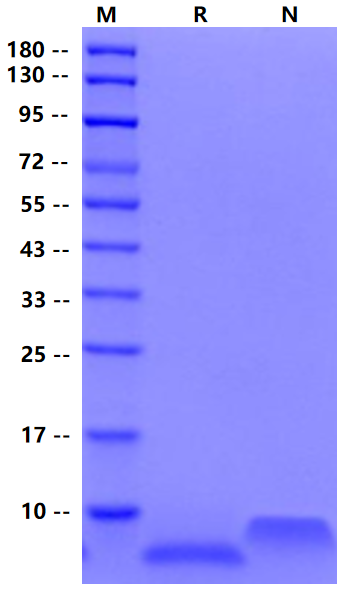 Epiregulin Protein, Human