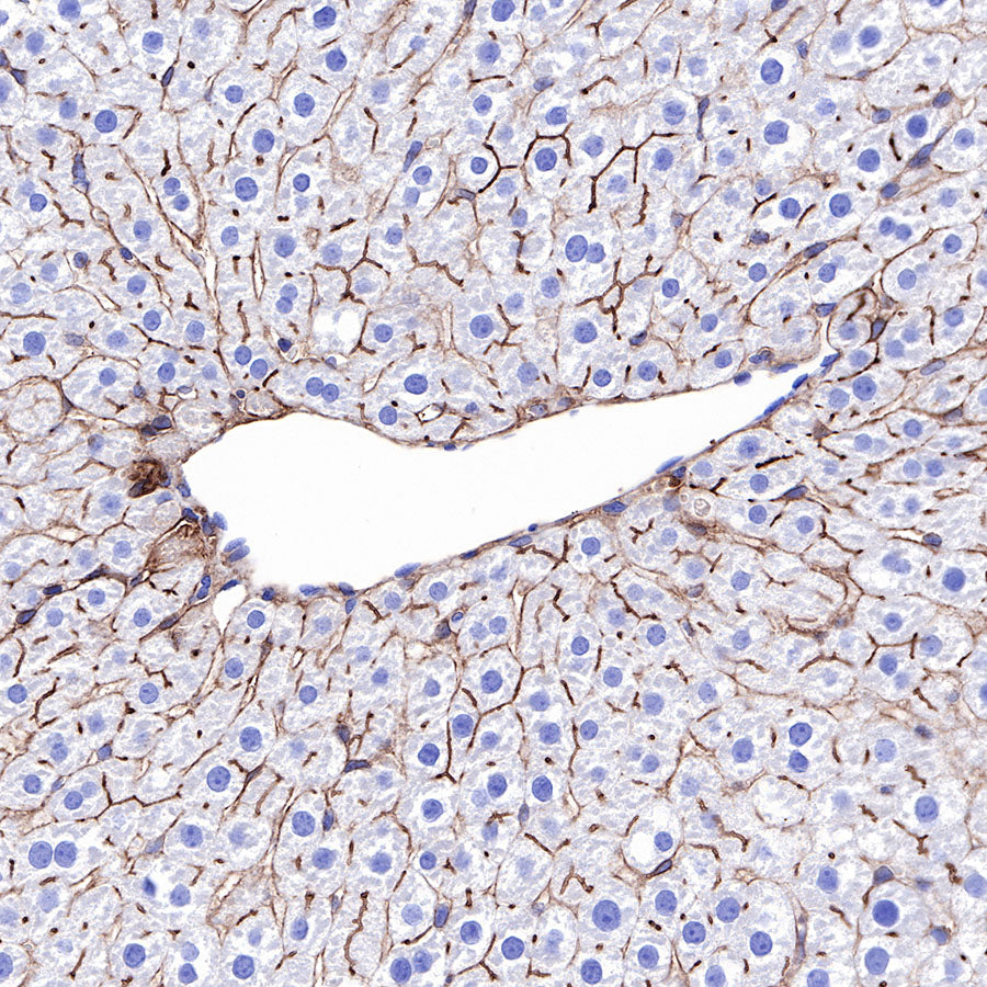 CD73 Recombinant Rabbit mAb (SDT-218-52)