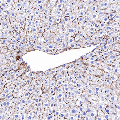 CD73 Recombinant Rabbit mAb (SDT-218-52)