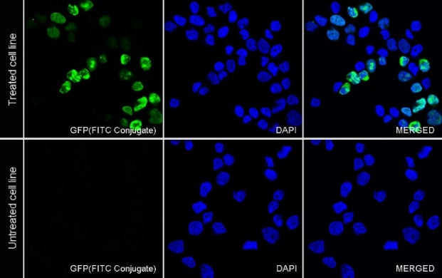 GFP Recombinant Rabbit mAb (FITC Conjugate) (S-296-32)