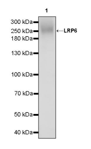 LRP6 Recombinant Rabbit mAb (S-1444-274)