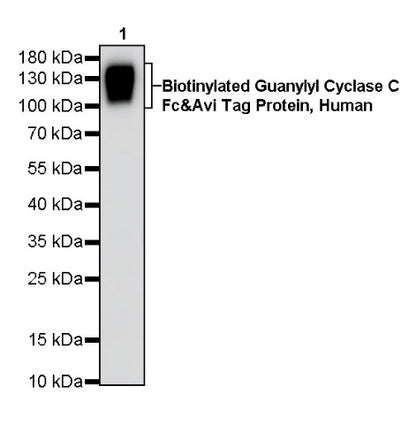 Anti-Biotin Recombinant Rabbit mAb (S-3083)
