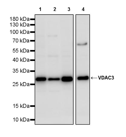 VDAC3 Rabbit Polyclonal Antibody