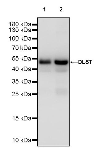 DLST Recombinant Rabbit mAb (S-2283-10)