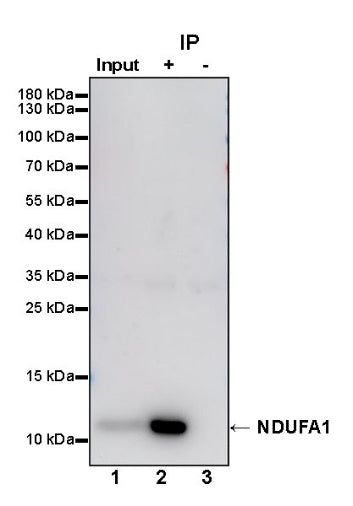 NDUFA1 Recombinant Rabbit mAb (S-1277-177)
