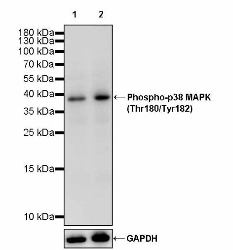 Phospho-p38 MAPK (Thr180/Tyr182) Recombinant Rabbit mAb (S-3861)