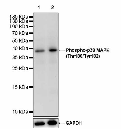 Phospho-p38 MAPK (Thr180/Tyr182) Recombinant Rabbit mAb (S-3861)