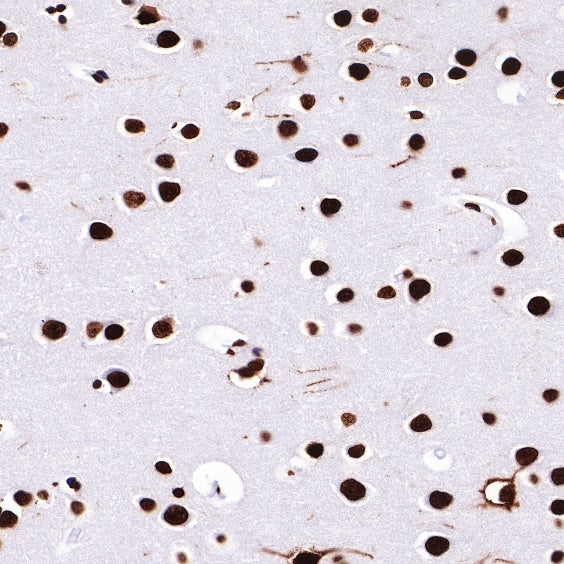 Histone H3 Recombinant Rabbit mAb (SDT-266-44)
