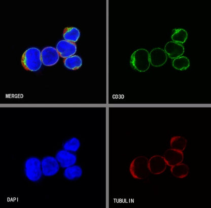 CD3d Recombinant Rabbit mAb (S-R318)