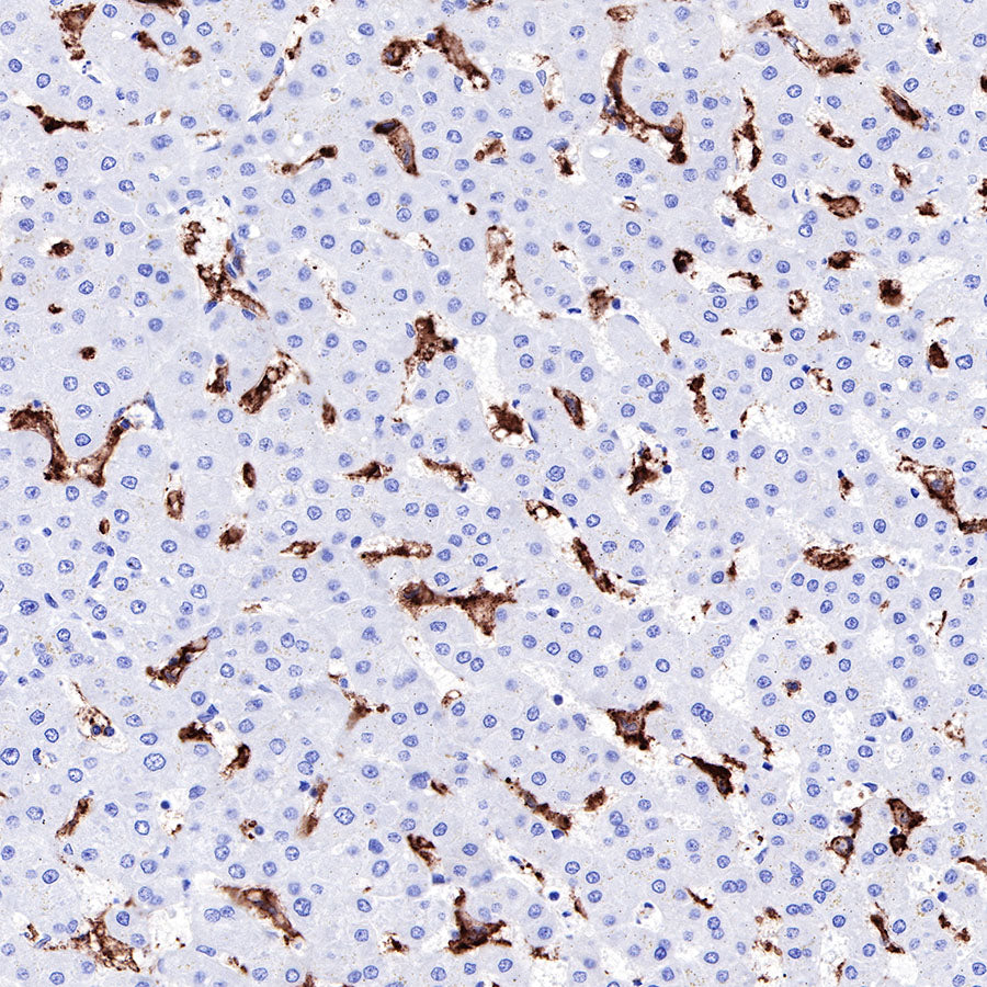 S-RMab® CD16a Recombinant Rabbit mAb (SDT-R099)