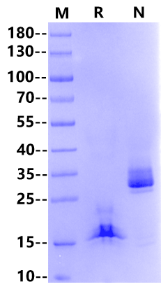 BMP-7 Protein, Human