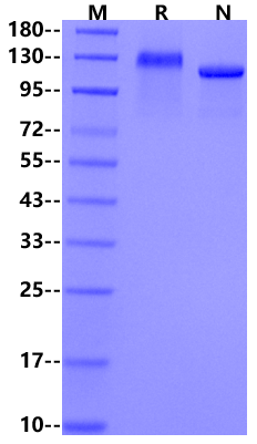 LDLR His Tag Protein, Cynomolgus