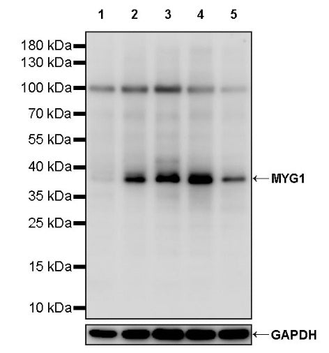 MYG1 Recombinant Rabbit mAb (S-2248-25)