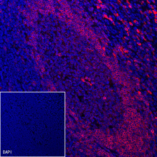 CD79a/MB-1 Recombinant Rabbit mAb (Alexa Fluor® 555 Conjugate) (S-030-18)