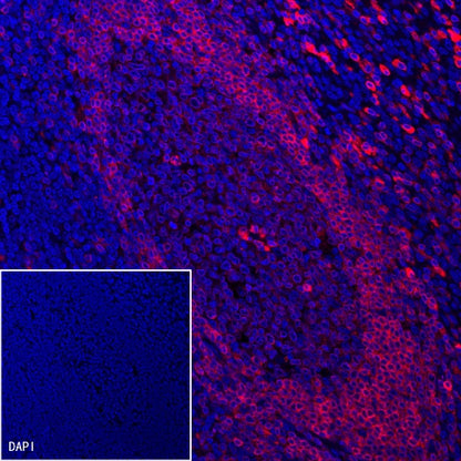 CD79a/MB-1 Recombinant Rabbit mAb (Alexa Fluor® 555 Conjugate) (S-030-18)