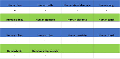 ASGR2 Recombinant Rabbit mAb (SDT-2059-47)
