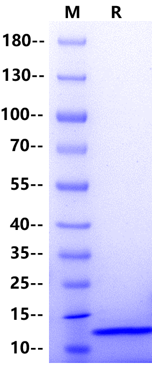 β-NGF Protein, Mouse