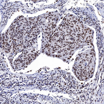 JunB Recombinant Rabbit mAb (S-R294)