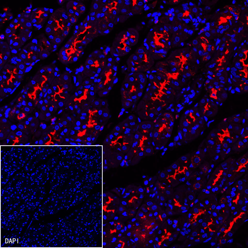 MUC1/EMA Mouse mAb (SDT-777-37)