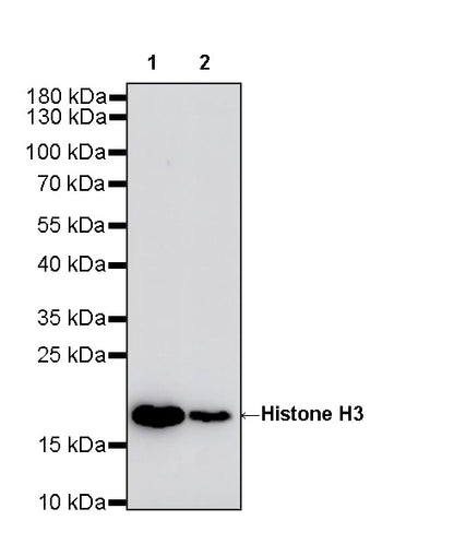 Histone H3 Recombinant Rabbit mAb (S-5672)
