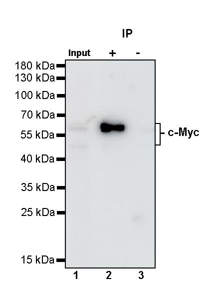 c-Myc Recombinant Rabbit mAb (S-519-54)