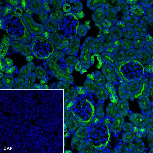 L-Lactate Dehydrogenase A/LDHA Rabbit Polyclonal Antibody