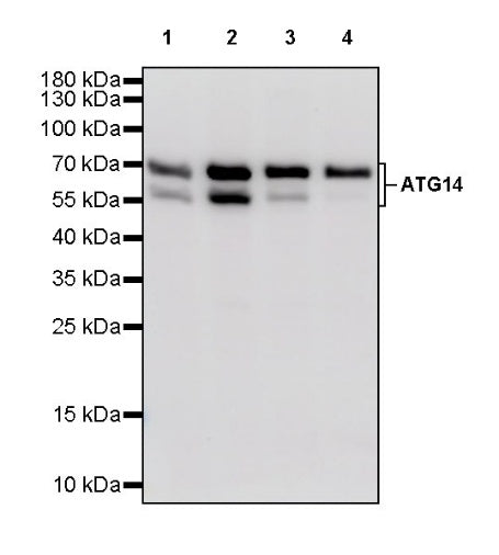 ATG14 Recombinant Rabbit mAb (S-2371-15)