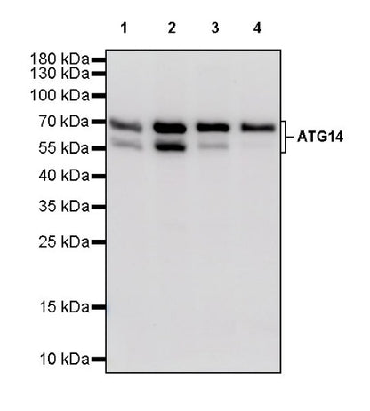 ATG14 Recombinant Rabbit mAb (S-2371-15)