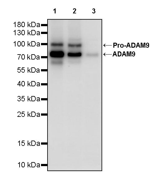 ADAM9 Recombinant Rabbit mAb (S-3270-251)