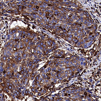 β-Actin Recombinant Rabbit mAb (S-5701)