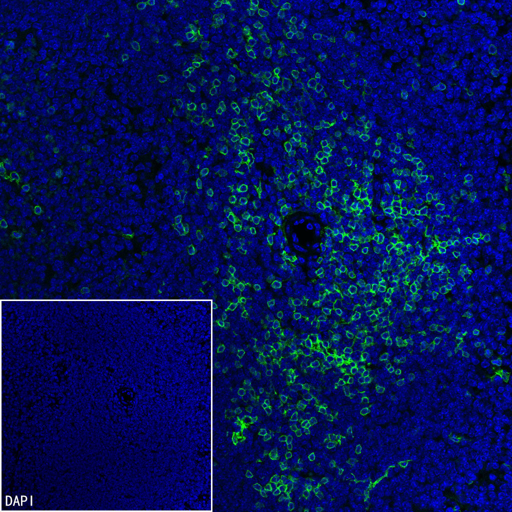 CD8α Recombinant Rabbit mAb (S-6201)