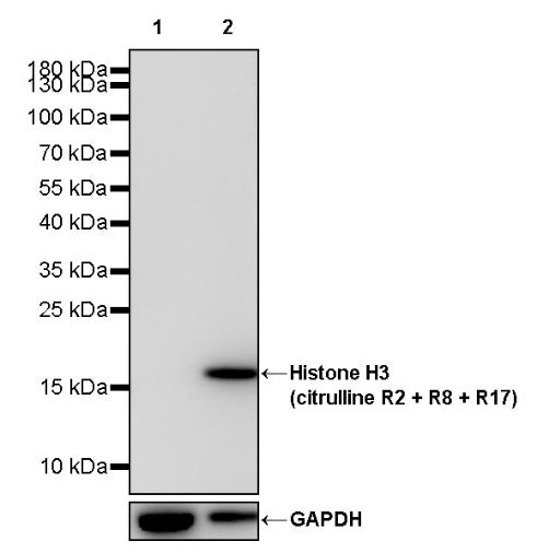 Histone H3 (citrulline R2 + R8 + R17) Recombinant Rabbit mAb (S-1733-17)