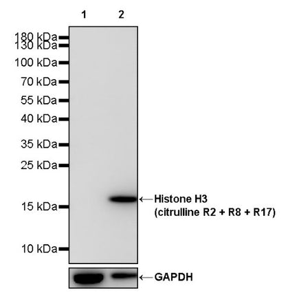 Histone H3 (citrulline R2 + R8 + R17) Recombinant Rabbit mAb (S-1733-17)