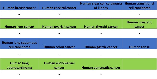 ER alpha Recombinant Rabbit mAb (SDT-2950-36)